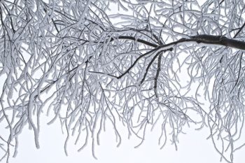 Free Security Freezes